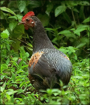 20120515-chicken jungle fowl Gallus_sonneratii_-Kerala.jpg